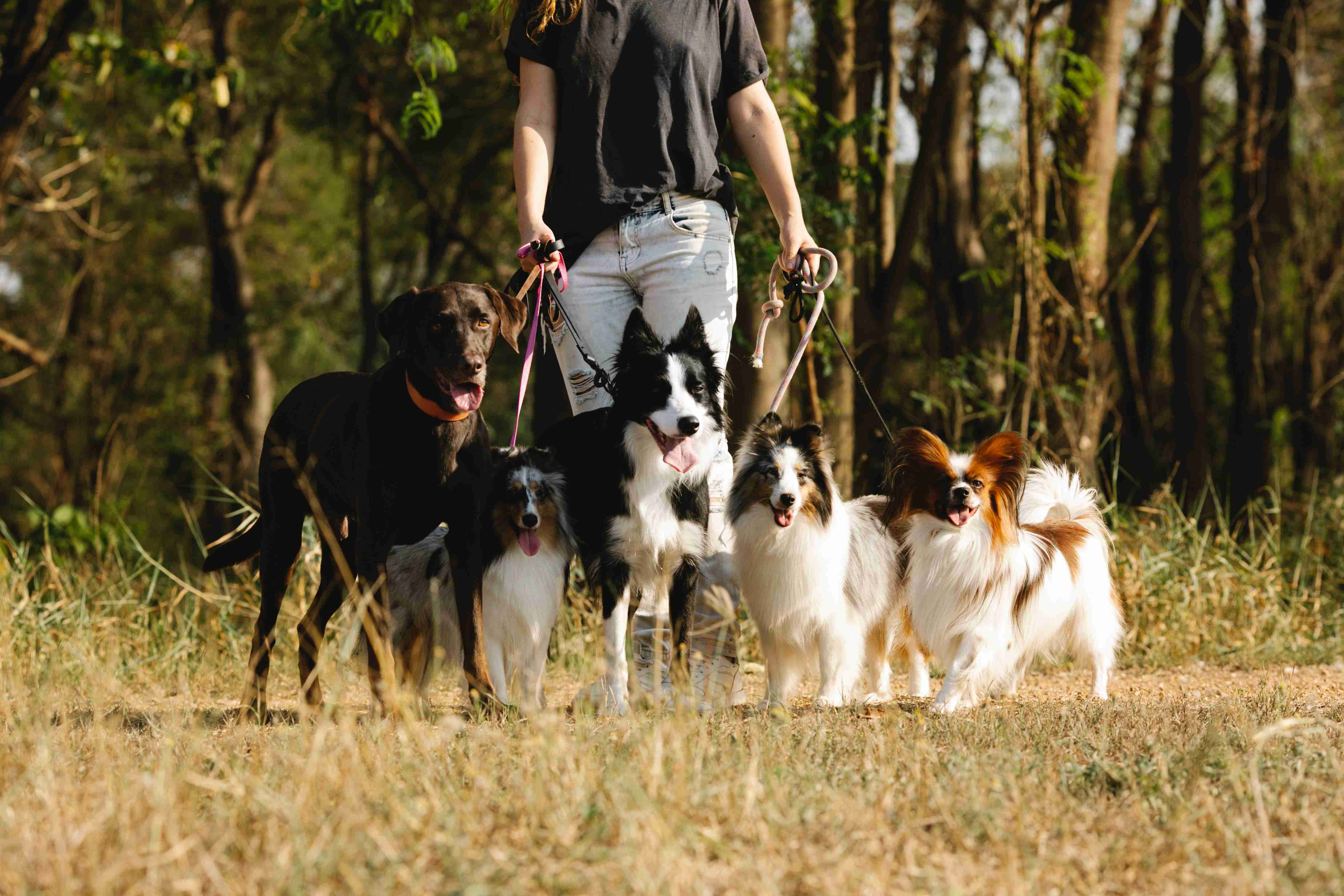 Exploring the Best Techniques to Train Your Border Collie for New Experiences